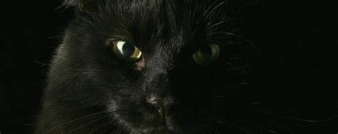 無名指訓練 黑猫来家里代表什么